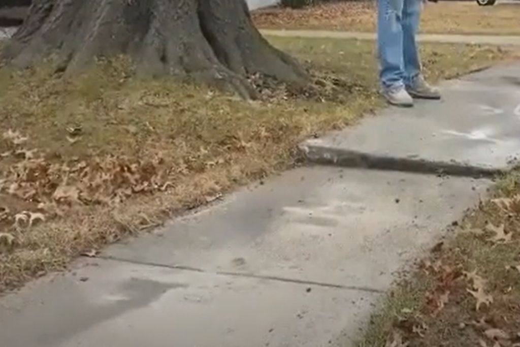 tree roots lifting the concrete sidewalk