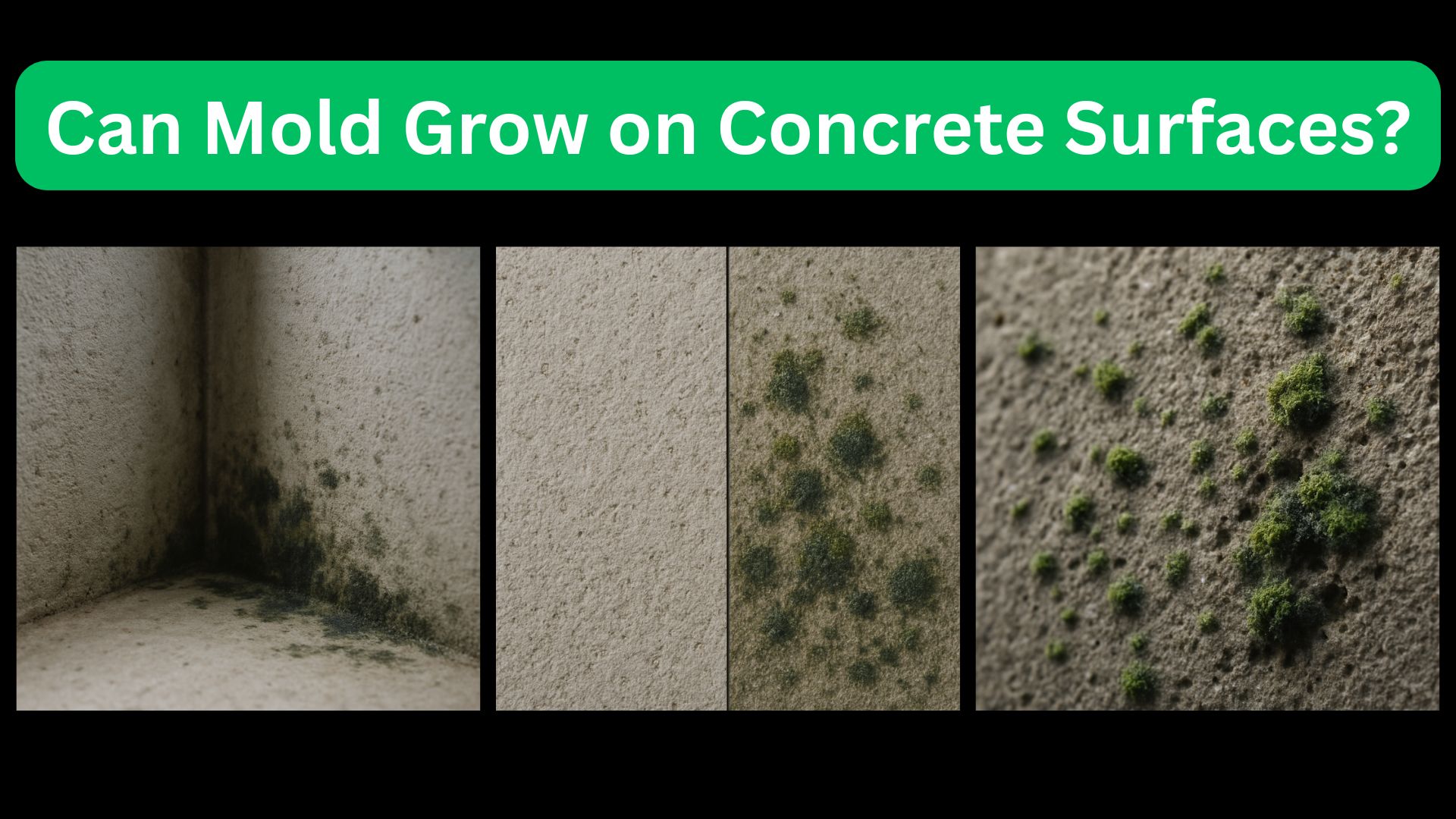 Can Mold Grow on Concrete Surfaces?